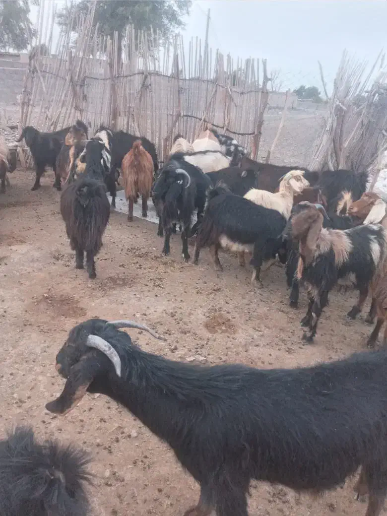 فروش تعدادی بز|حیوانات مزرعه|قلعه گنج, |دیوار