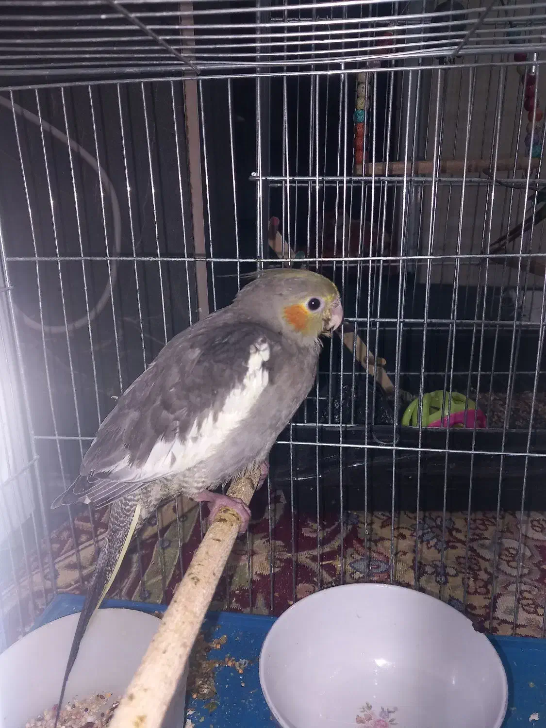 عروس هلندی|پرنده|شیراز, سعدیه شمالی|دیوار