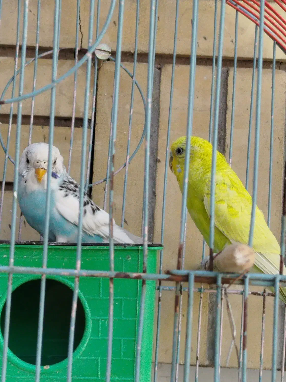 مرغ عشق|پرنده|مشهد, گوهرشاد|دیوار