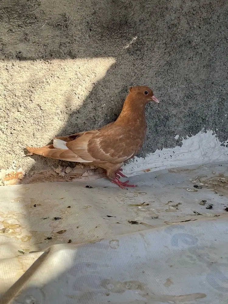 کبوتر|پرنده|دوگنبدان, |دیوار