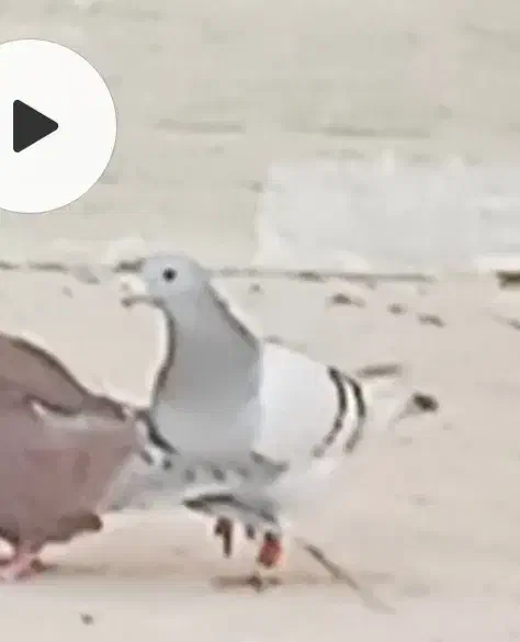 کفتر گمشده.|حیوانات|رفسنجان, |دیوار