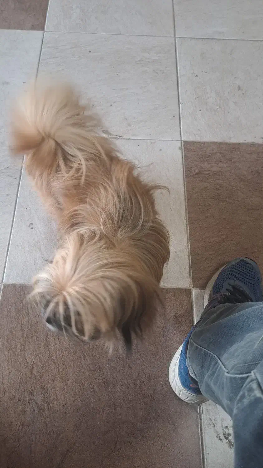 لی لی خانم ساکت دوست داشتنی|سگ|فردیس, سپید دشت|دیوار