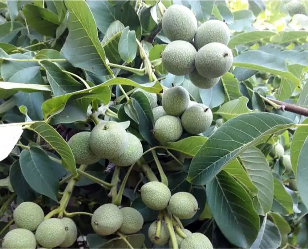 نهال گردو خوشه ای|گل و گیاه طبیعی|ابهر, |دیوار