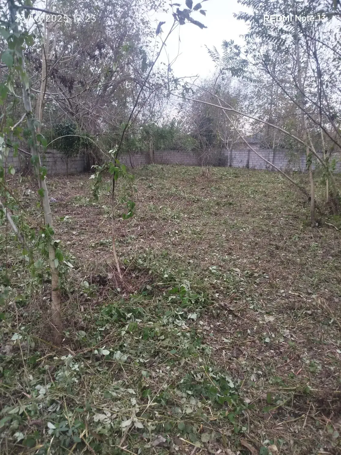 چمن زنی و علف زنی|خدمات باغبانی و درختکاری|کوچصفهان, |دیوار