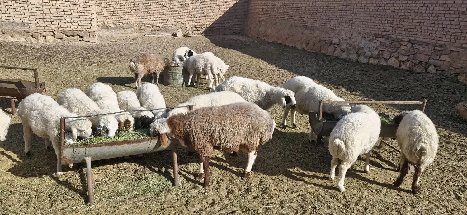 بره نر وپیش|حیوانات مزرعه|میمه, |دیوار