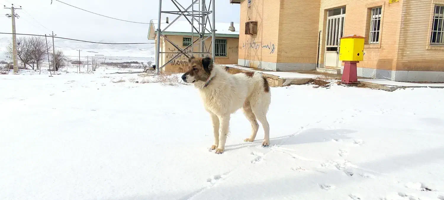 سگ قدرجانی|سگ|زند, |دیوار