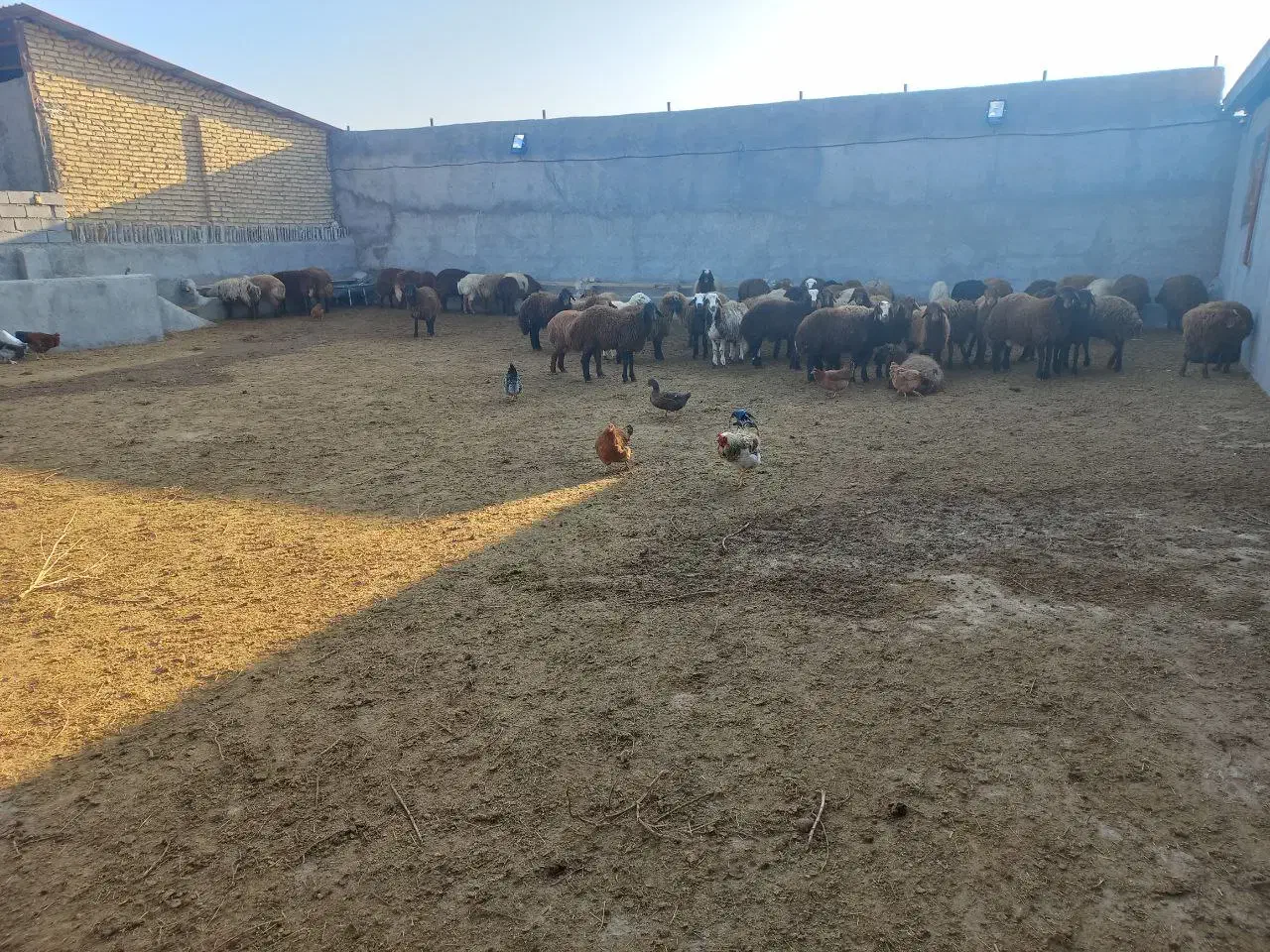 دامداری نیمه صنعتی / پرواربندی|اجارهٔ دفتر صنعتی، کشاورزی، تجاری|چناران, |دیوار