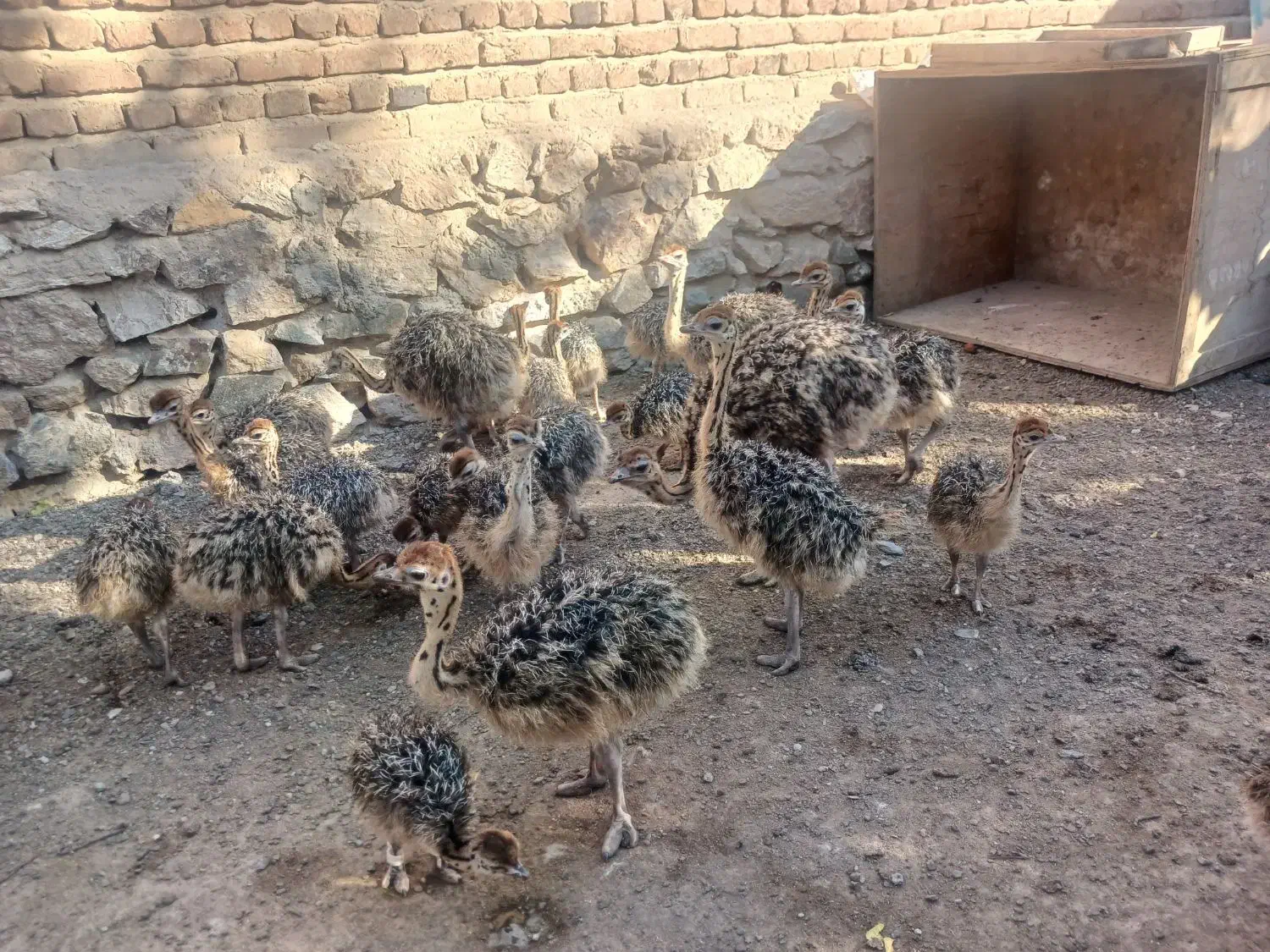 فروش جوجه شترمرغ|حیوانات مزرعه|بناب, |دیوار