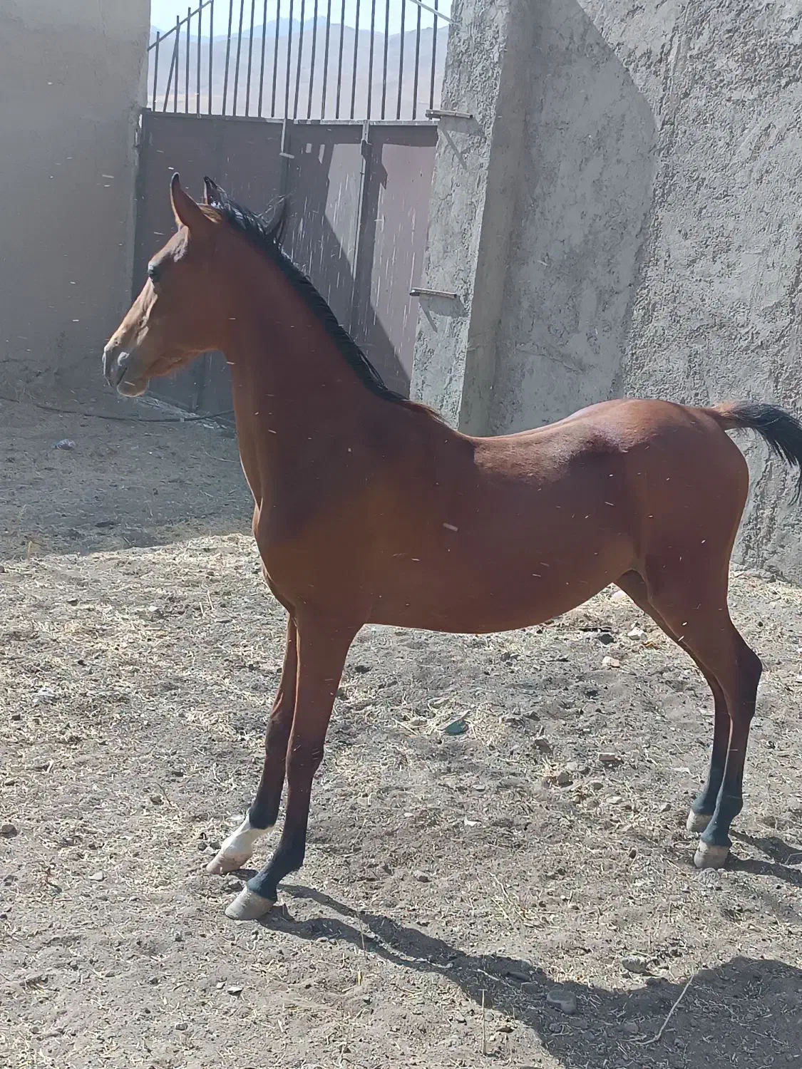 اسب|اسب و تجهیزات اسبسواری|سنندج, |دیوار