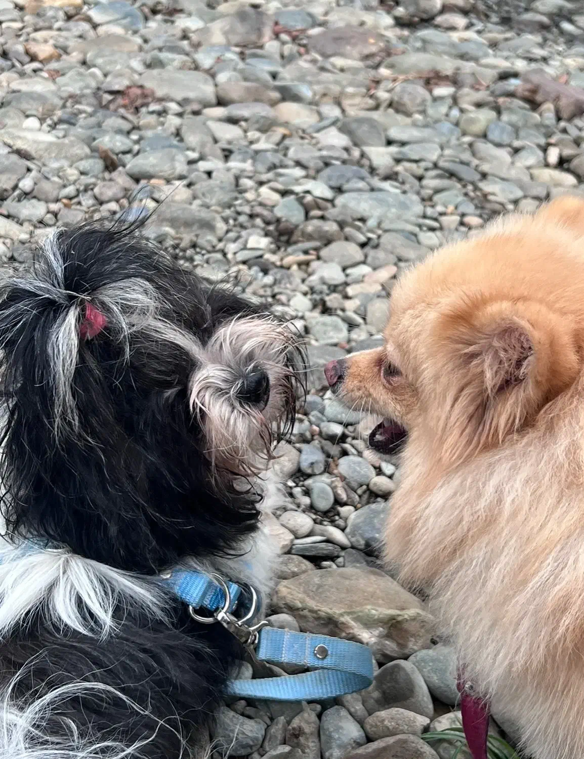 پت خانگی|سگ|رشت, دیلمان|دیوار