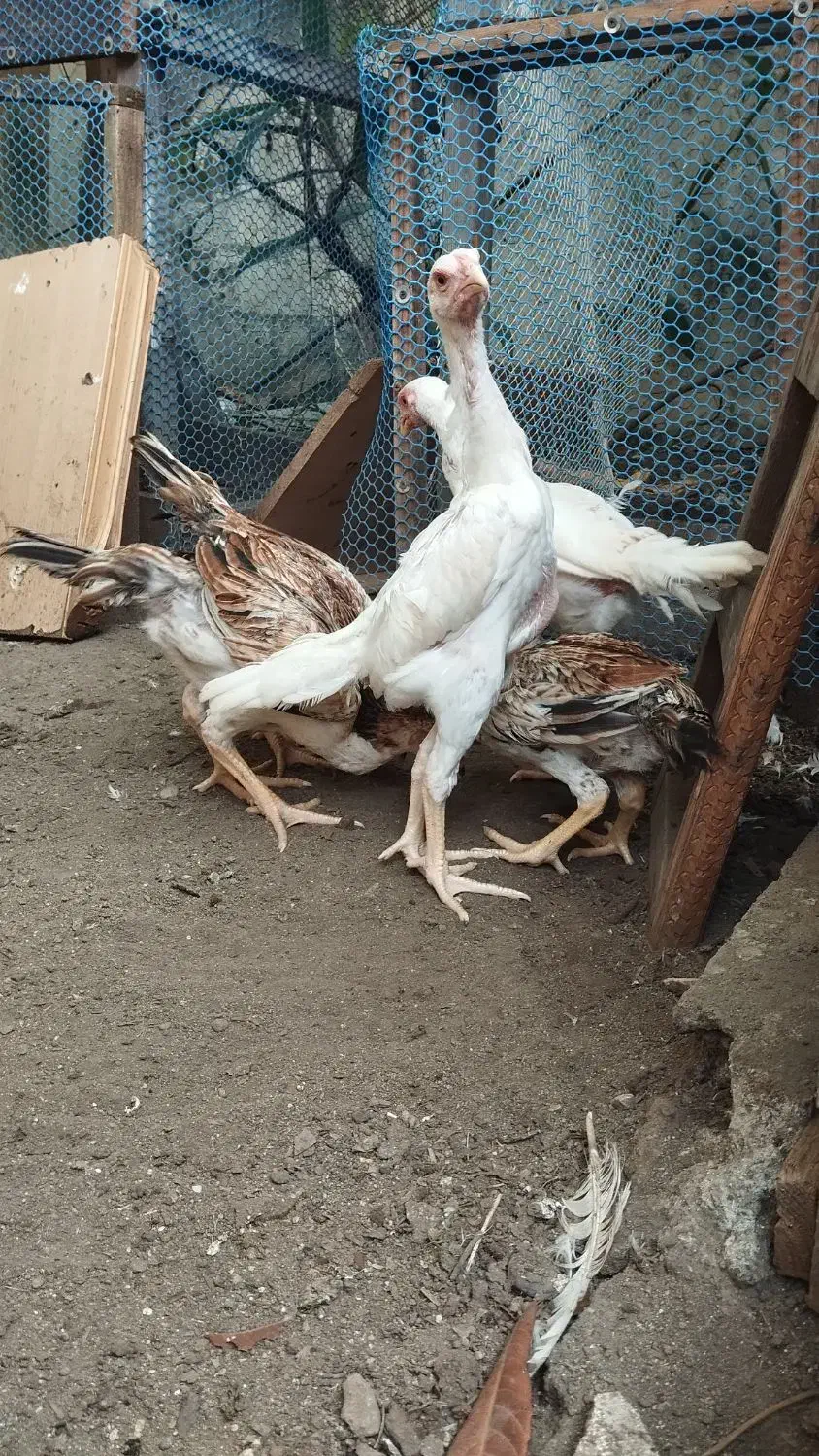 لاری اوشامو|حیوانات مزرعه|رشت, گلسار|دیوار