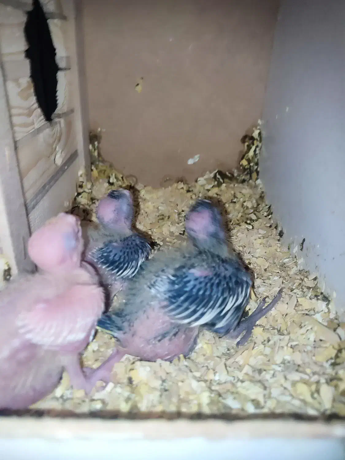 عروس هلندی مولد ماده لوتینو نر سینامون|پرنده|شهریار, شهرک وائین|دیوار