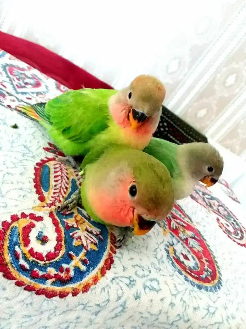 شهر پرندگان کاسکو گیرین سنگال راهب خورشیدی لوری|پرنده|تهران, جیحون|دیوار