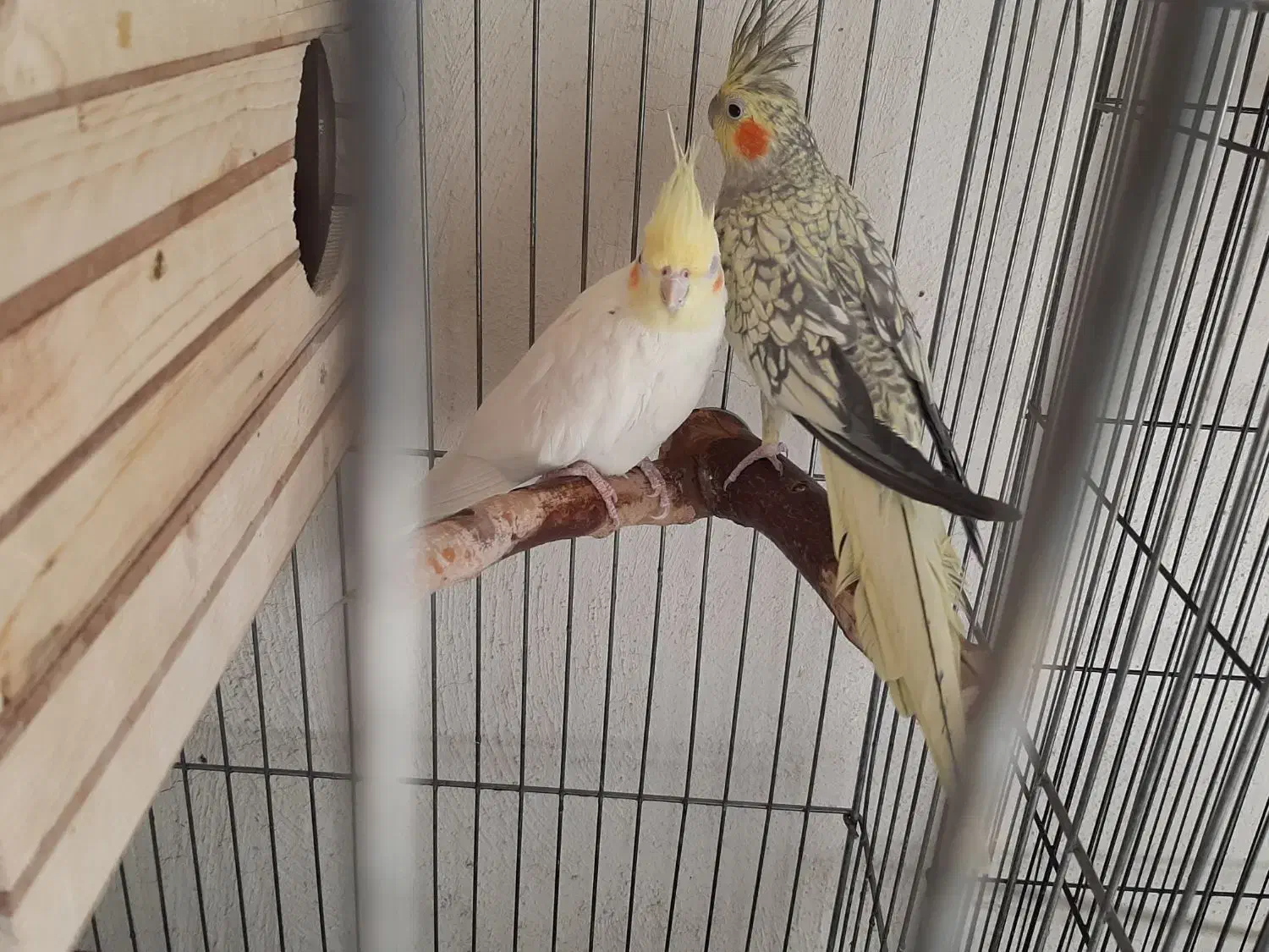 عروس هلندی مولد|پرنده|رباطکریم, رباطکریم|دیوار