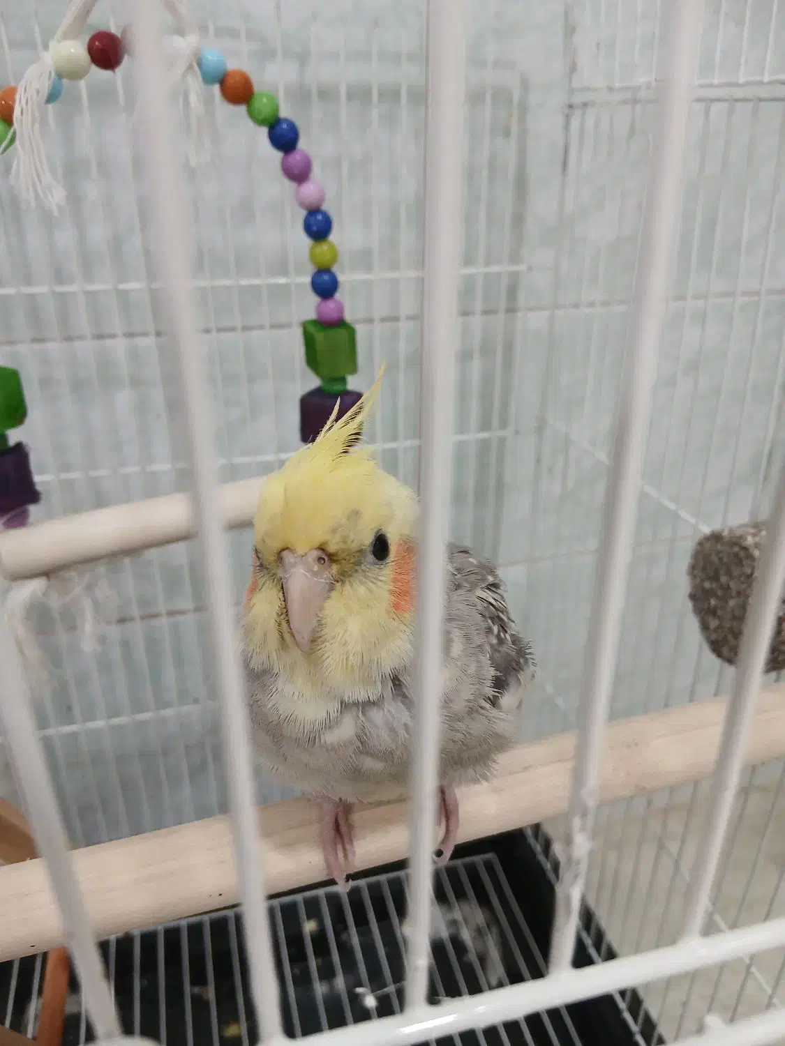 عروس هلندی|پرنده|لاهیجان, کوی زمانی|دیوار