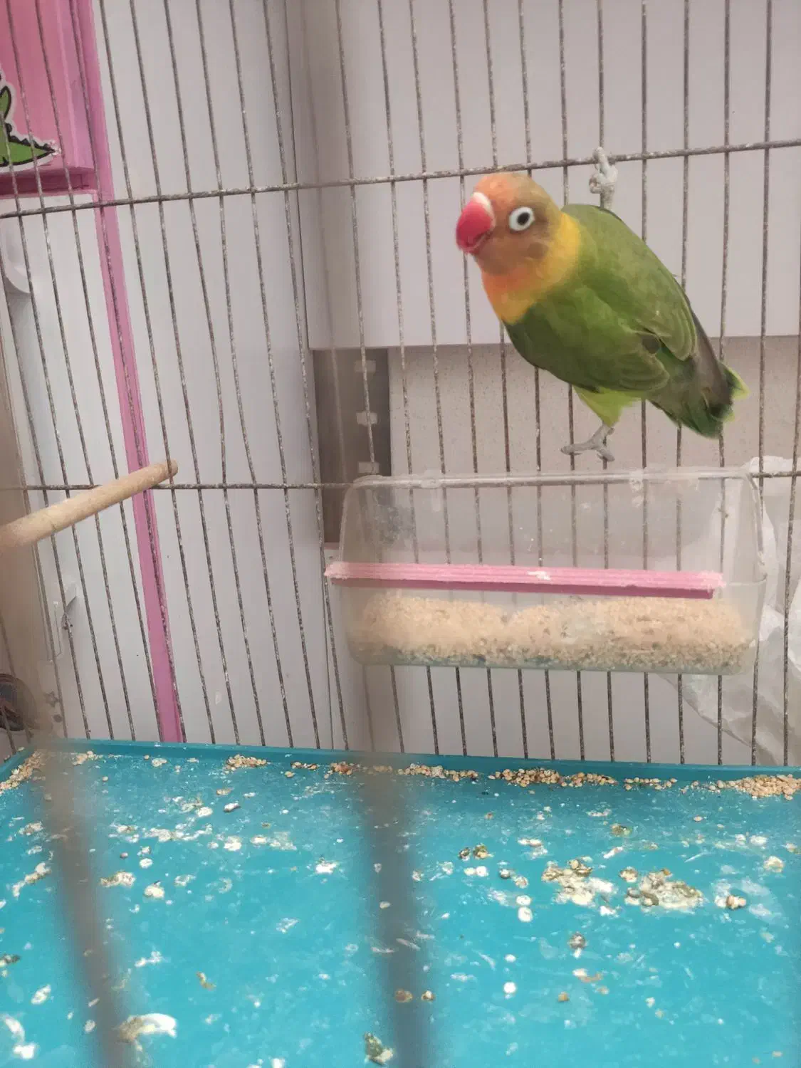 طوطی برزیلی سالم سرحال مطالق عکس|پرنده|رشت, شهرک شهید رجایی|دیوار