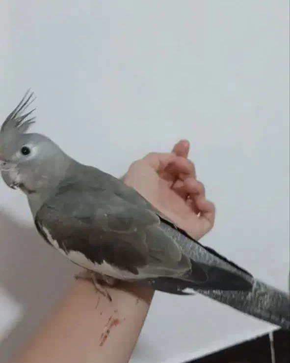 گمشده|حیوانات|پاپی, |دیوار