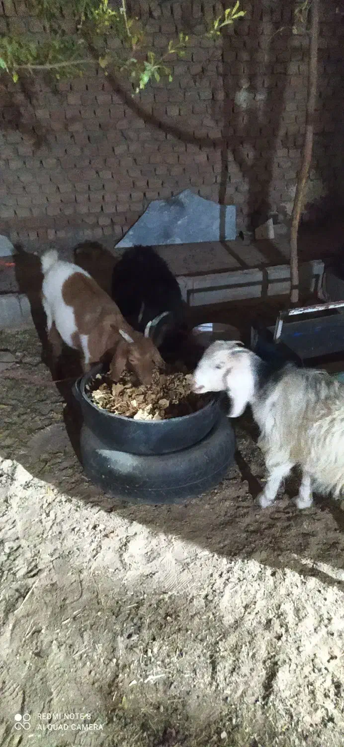 بزغاله چاق|حیوانات مزرعه|بیرجند, |دیوار