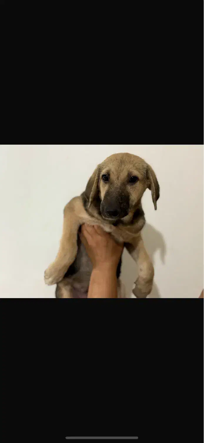 سگ بومی|سگ|رشت, گلسار|دیوار