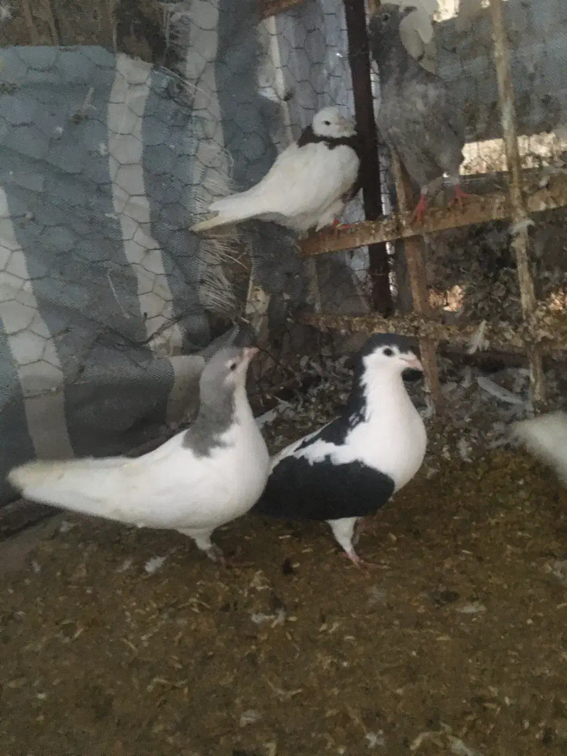 کبوتر|پرنده|بجنورد, |دیوار