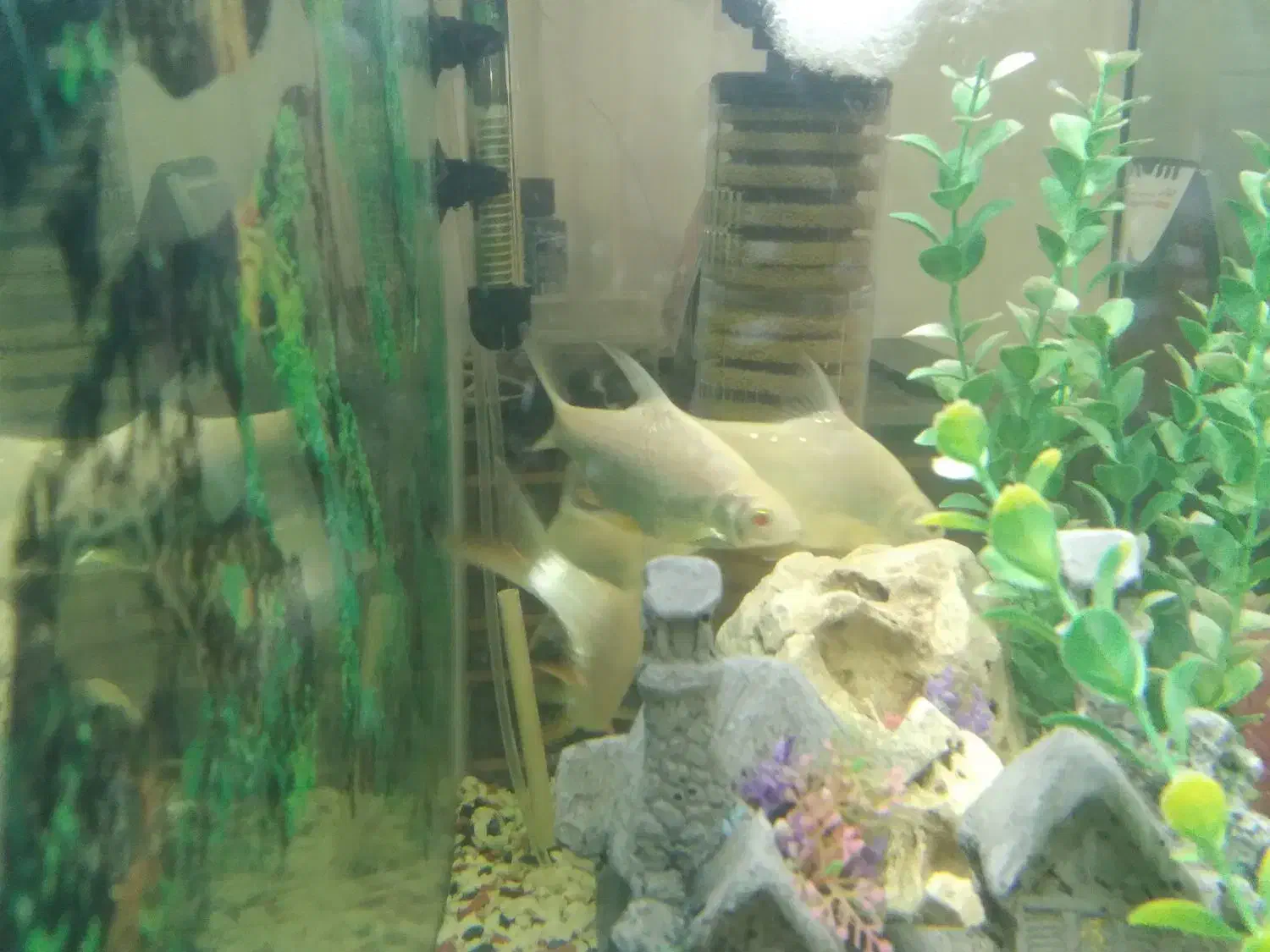 آکواریم|ماهی|اسلام‌شهر, شهرک قائمیه|دیوار