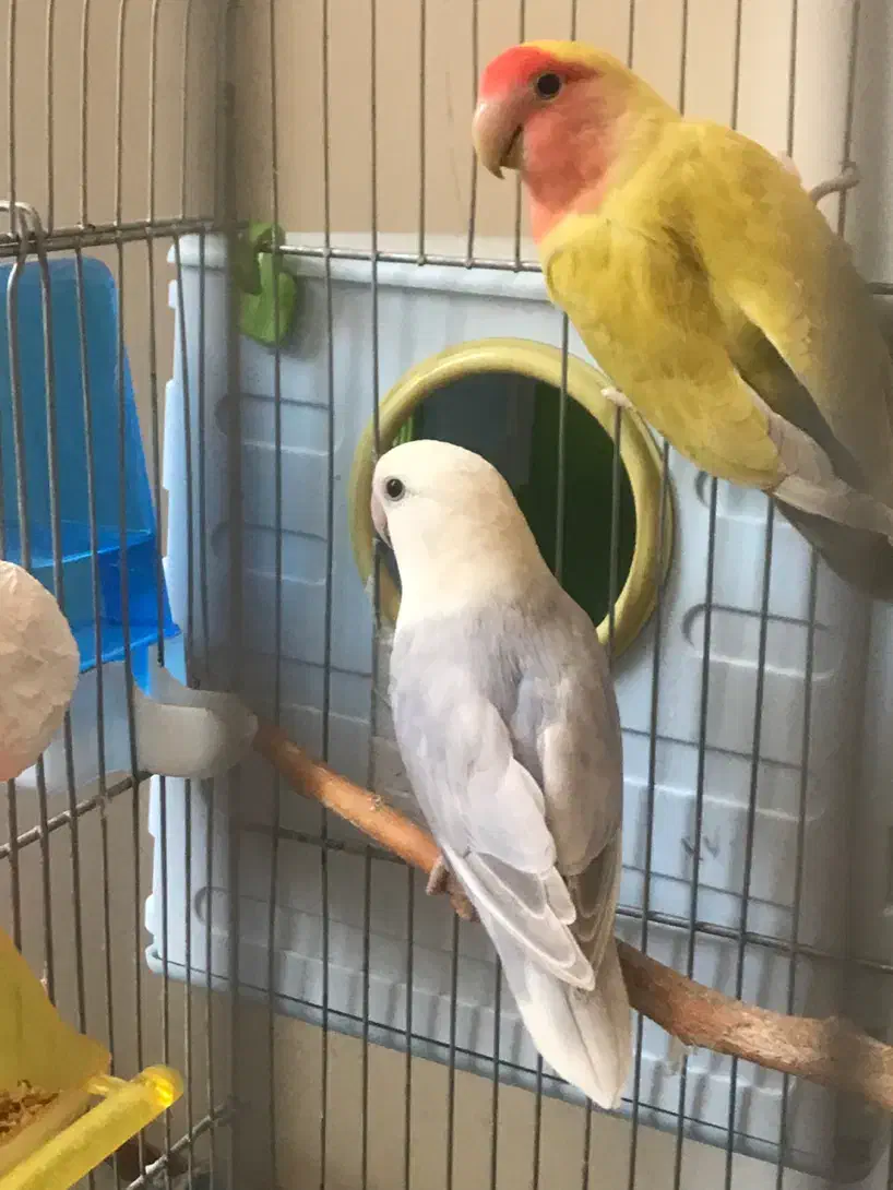 طوطی برزیلی|پرنده|سنقر, |دیوار