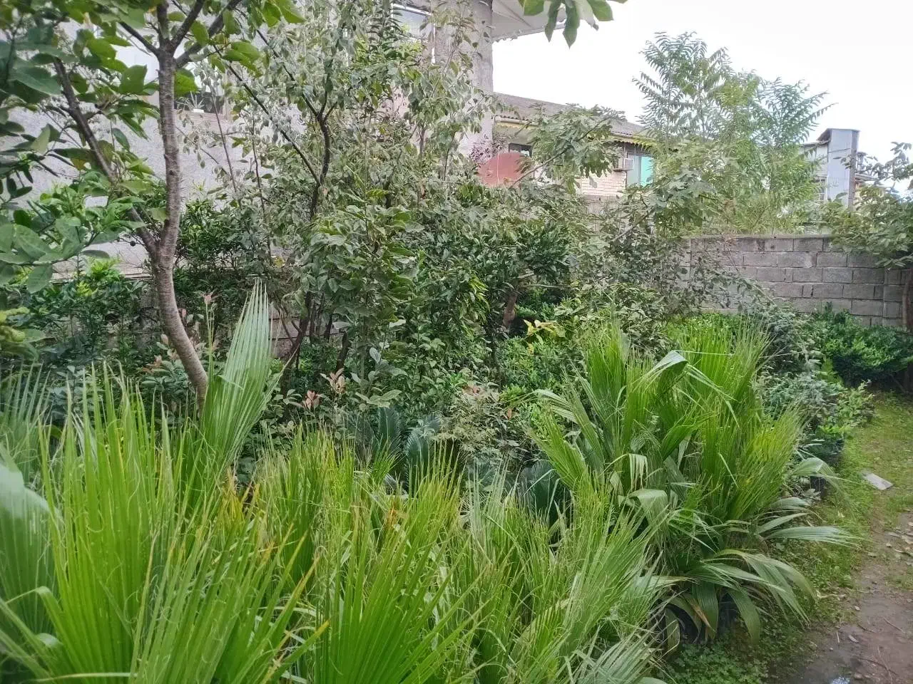 یاس هلندی و پالم|خدمات باغبانی و درختکاری|رودسر, |دیوار