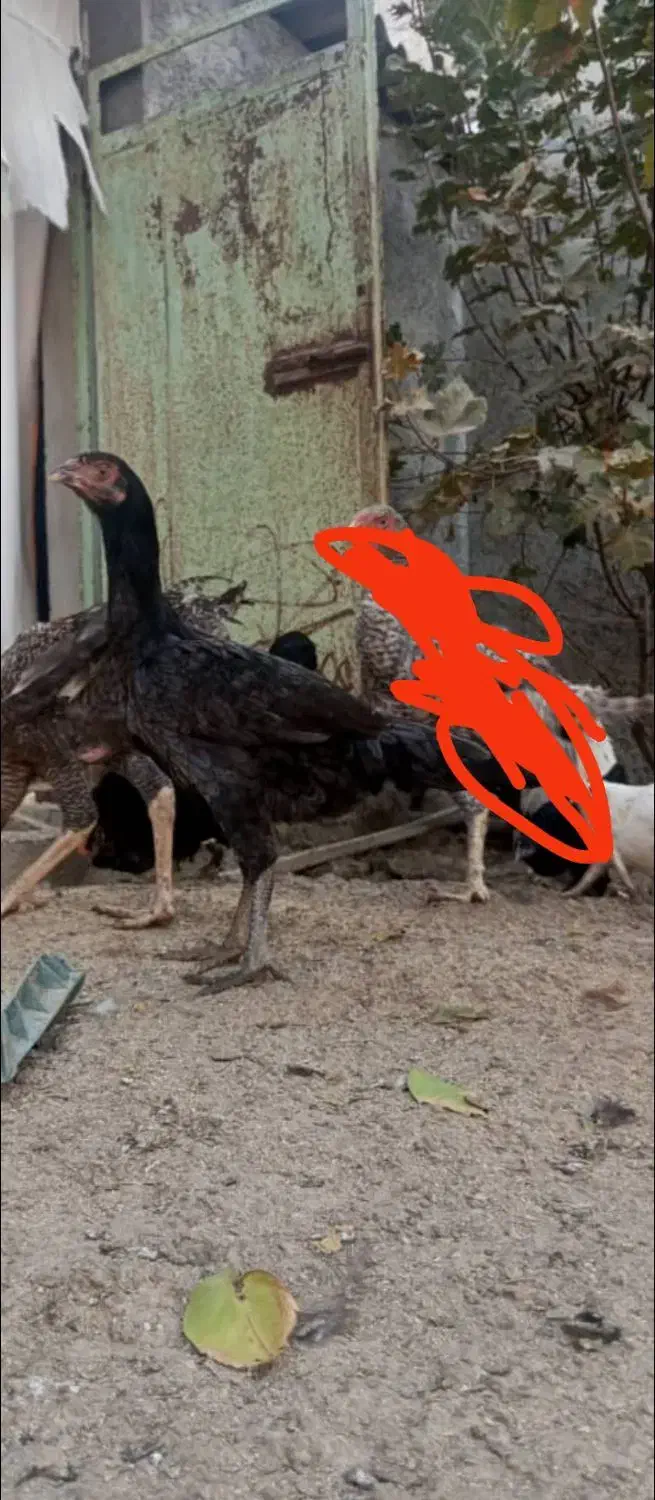 مرغ لاری|حیوانات مزرعه|شبانکاره, |دیوار