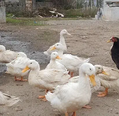 اردک محلی|حیوانات مزرعه|رضوانشهر, |دیوار