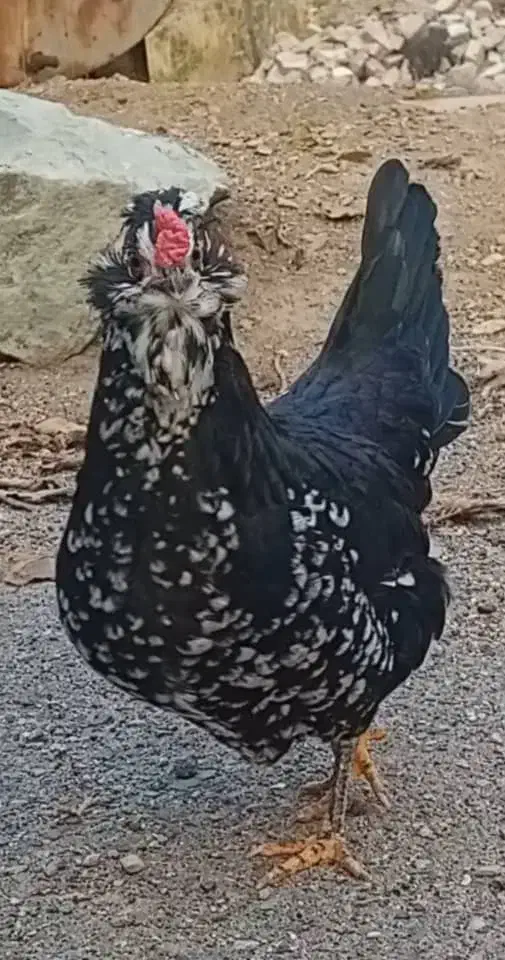 تخم مرغ گلین فول فول|حیوانات مزرعه|مرودشت, رامجرد یک|دیوار