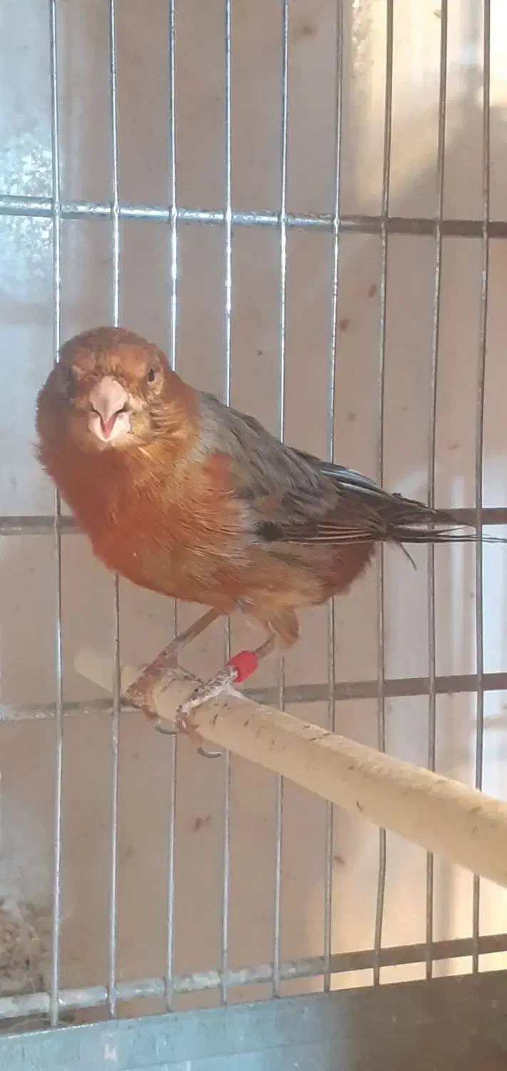 قناری نر و ماده اماده، بخون، سرخ سوخته|پرنده|باغستان, |دیوار