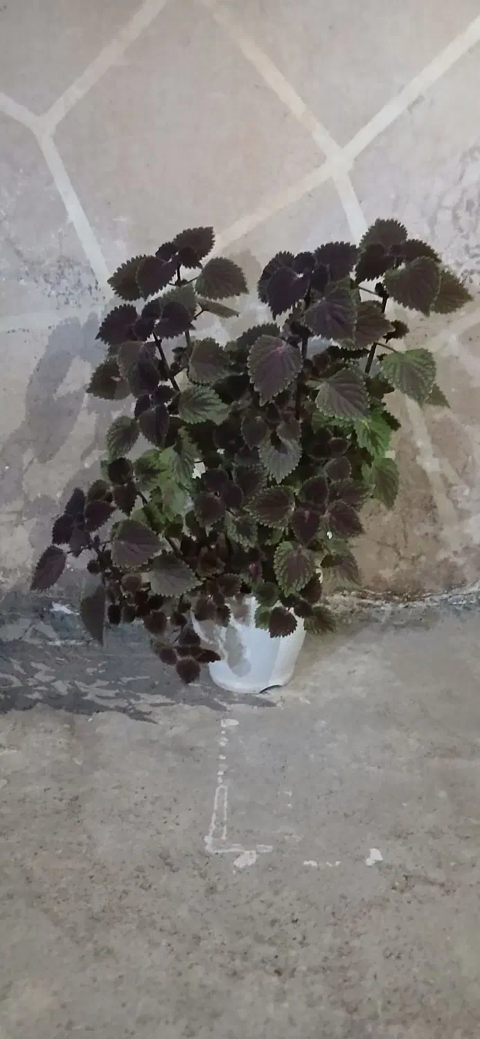 گله بزرگ|گل و گیاه طبیعی|مسجد سلیمان, |دیوار