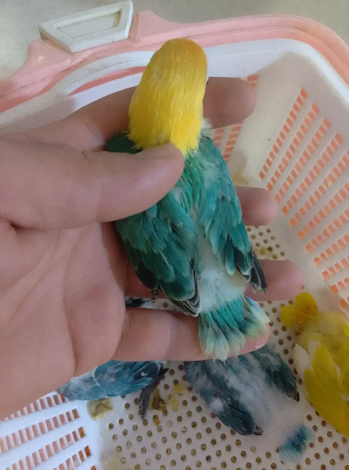 طوطی برزیلی پاربلو اوپلاین سرلاکی ۵ عدد|پرنده|اسلام‌شهر, شهرک محمدیه|دیوار