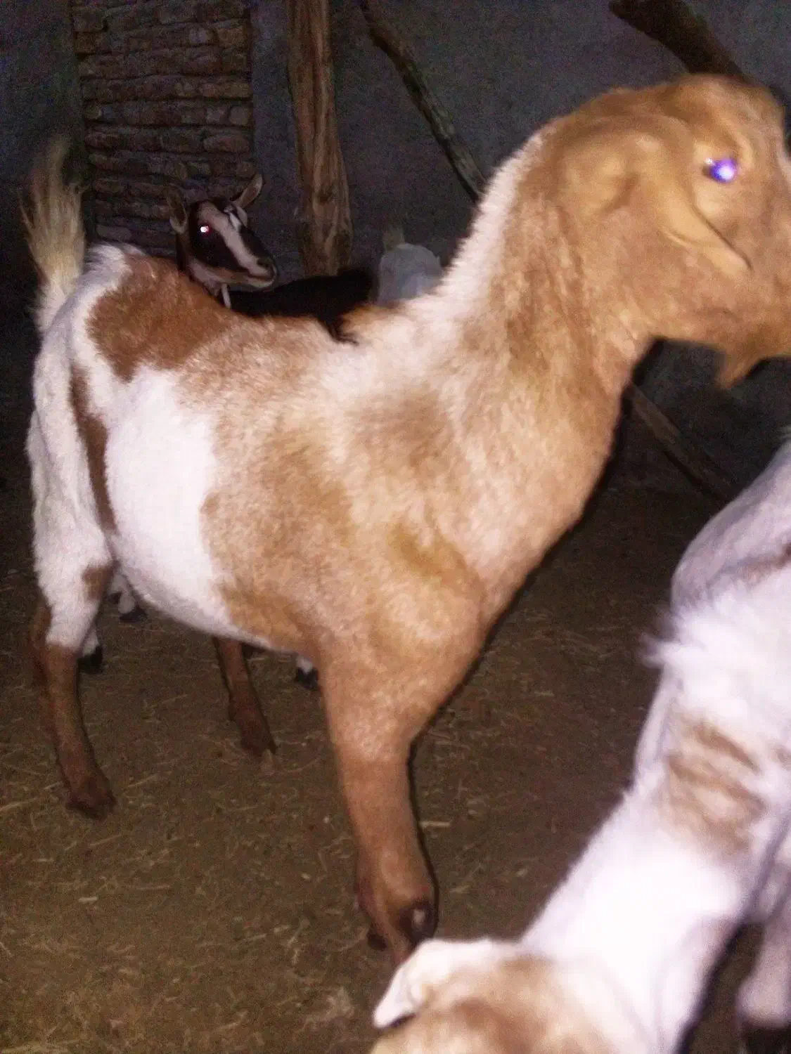 قیمت 8000000تومان|حیوانات مزرعه|بیکاه, |دیوار