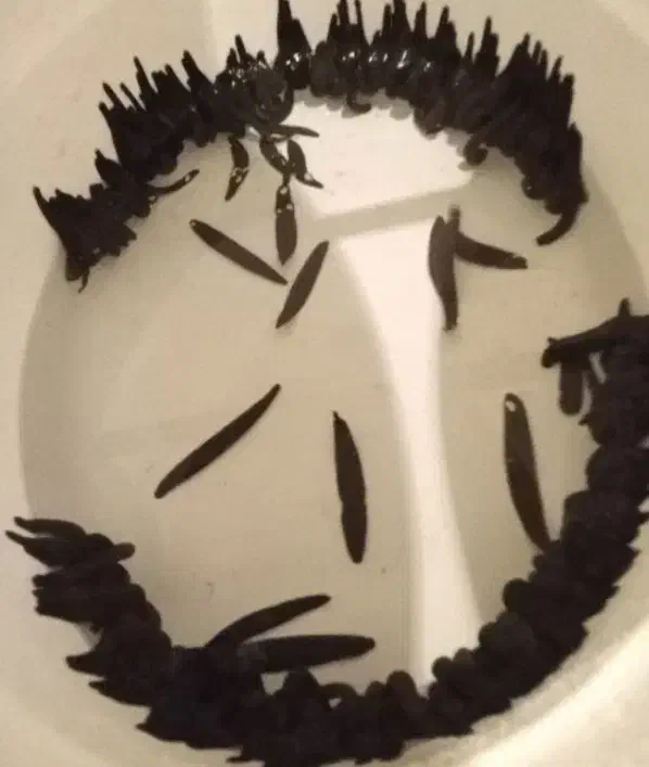 فروش کلی و جزعی زالو کاملا بهداشتی|آرایشی، بهداشتی، درمانی|تربت‌حیدریه, رضاشهر|دیوار