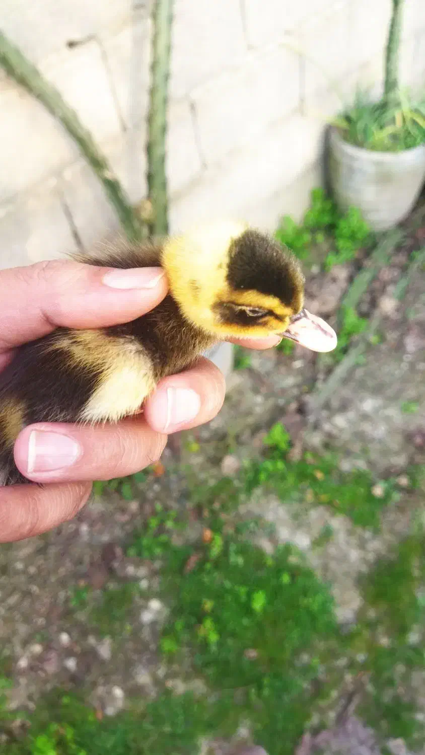 اردک پکنی زیبا یک هفته ای|حیوانات مزرعه|رشت, چله خانه|دیوار