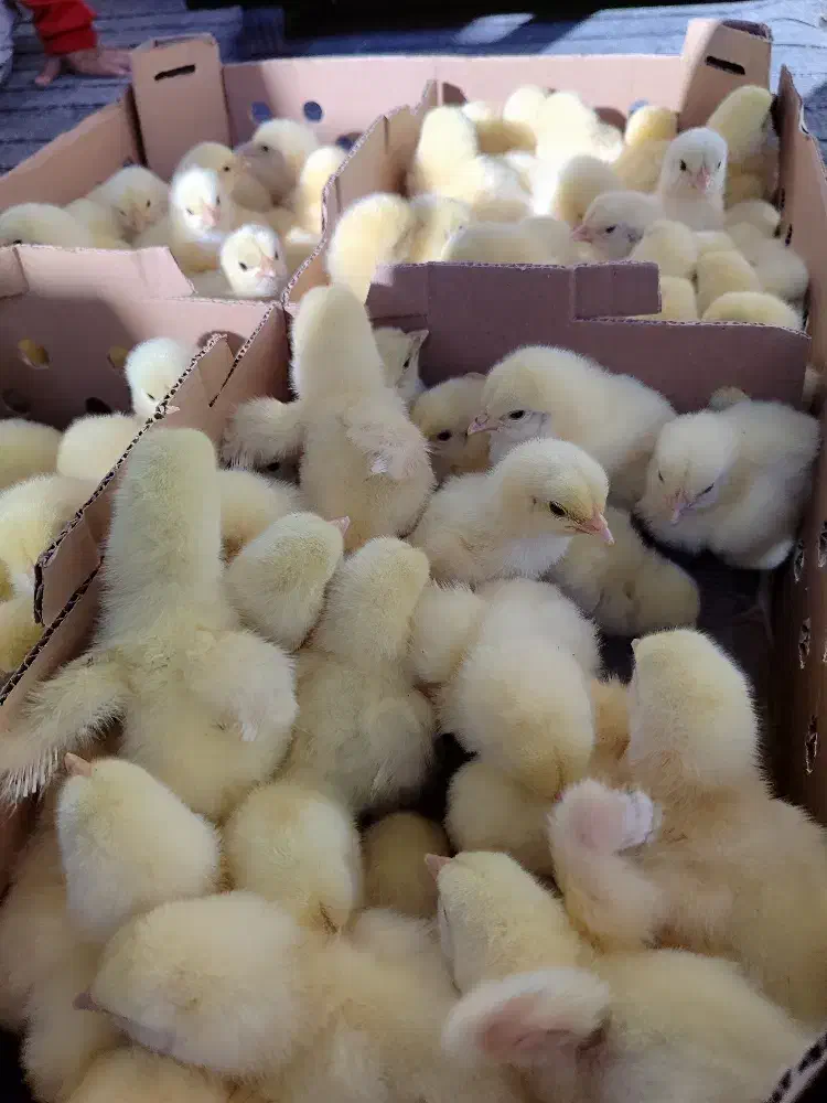 جوجه یک روزه گوشتی رآس|حیوانات مزرعه|بندر ترکمن, |دیوار