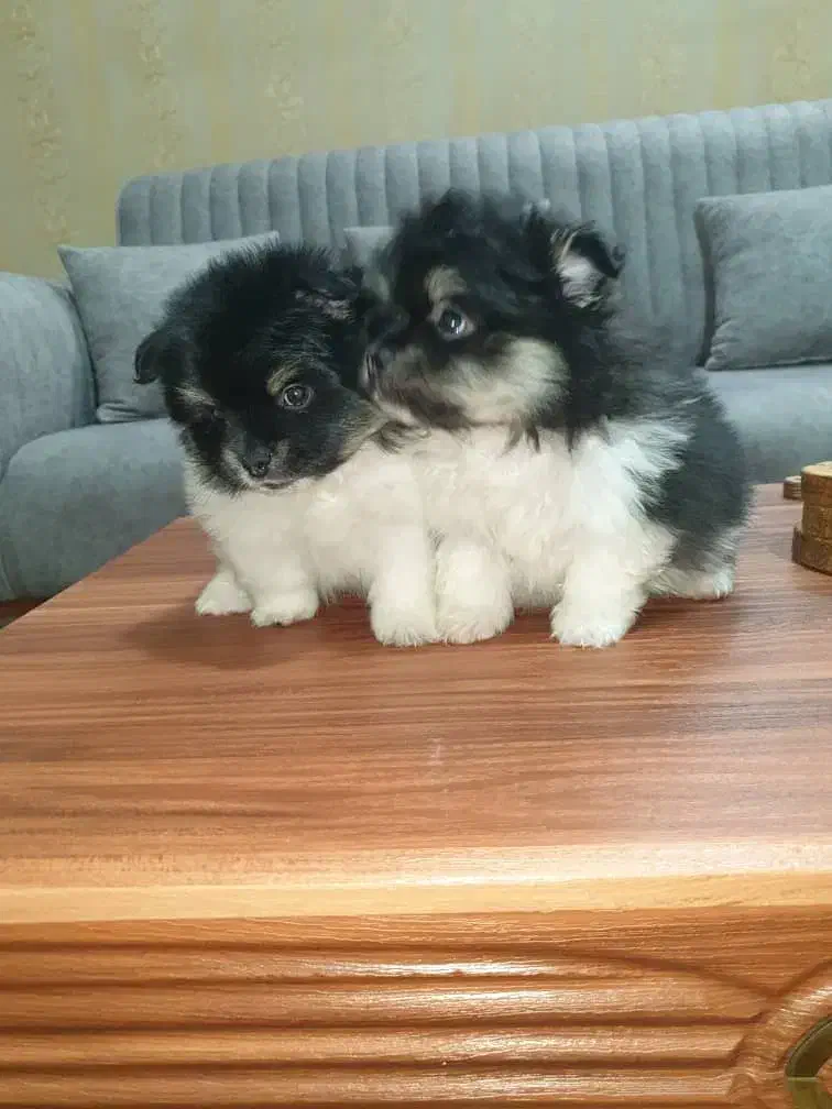 پامر پامر ین|سگ|احمدآبادمستوفی, |دیوار