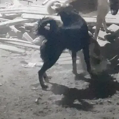 ژرمن دوبرمن|سگ|شیراز, کفترک|دیوار