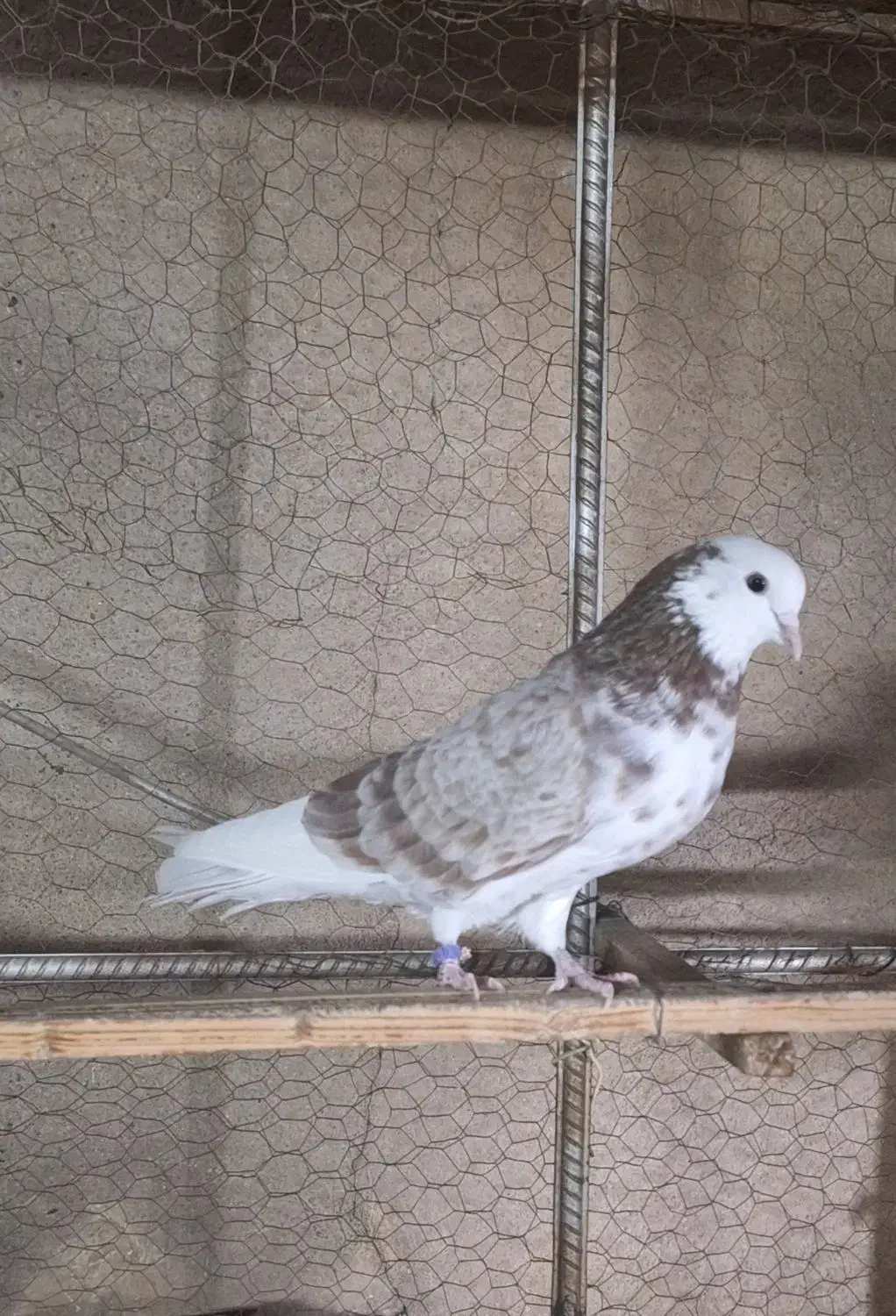 کبوتر کفتر|پرنده|ری, اقدسیه|دیوار