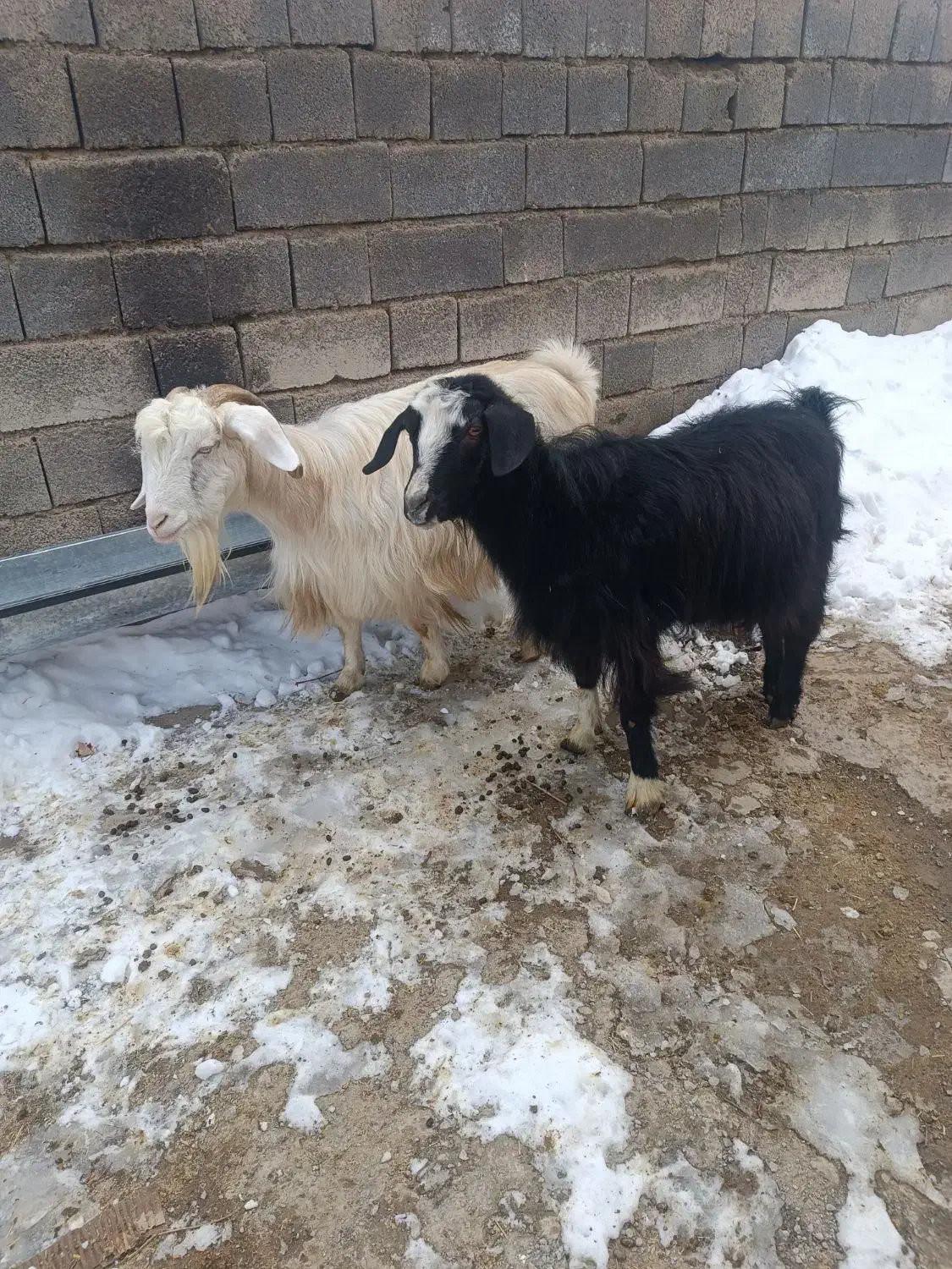 گوسفند|حیوانات مزرعه|قروه, |دیوار