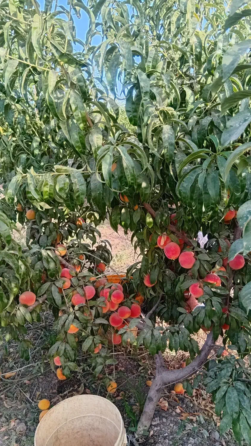 فروش نهال اصلاح شده|گل و گیاه طبیعی|تهران, هفت چنار|دیوار