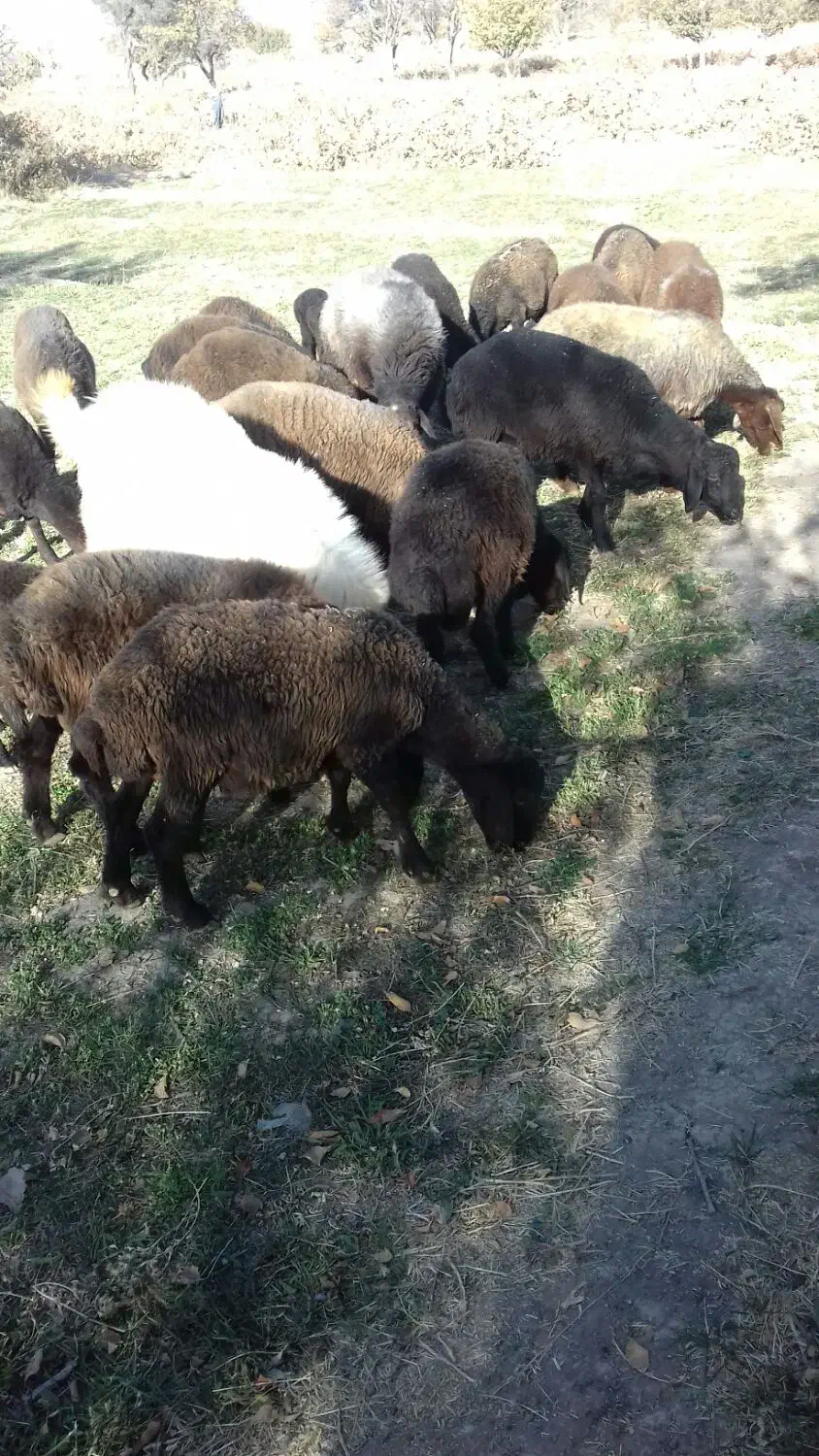 فروش بره نر افشار جنس خوب وبز اسرائیلی|حیوانات مزرعه|قیدار, |دیوار