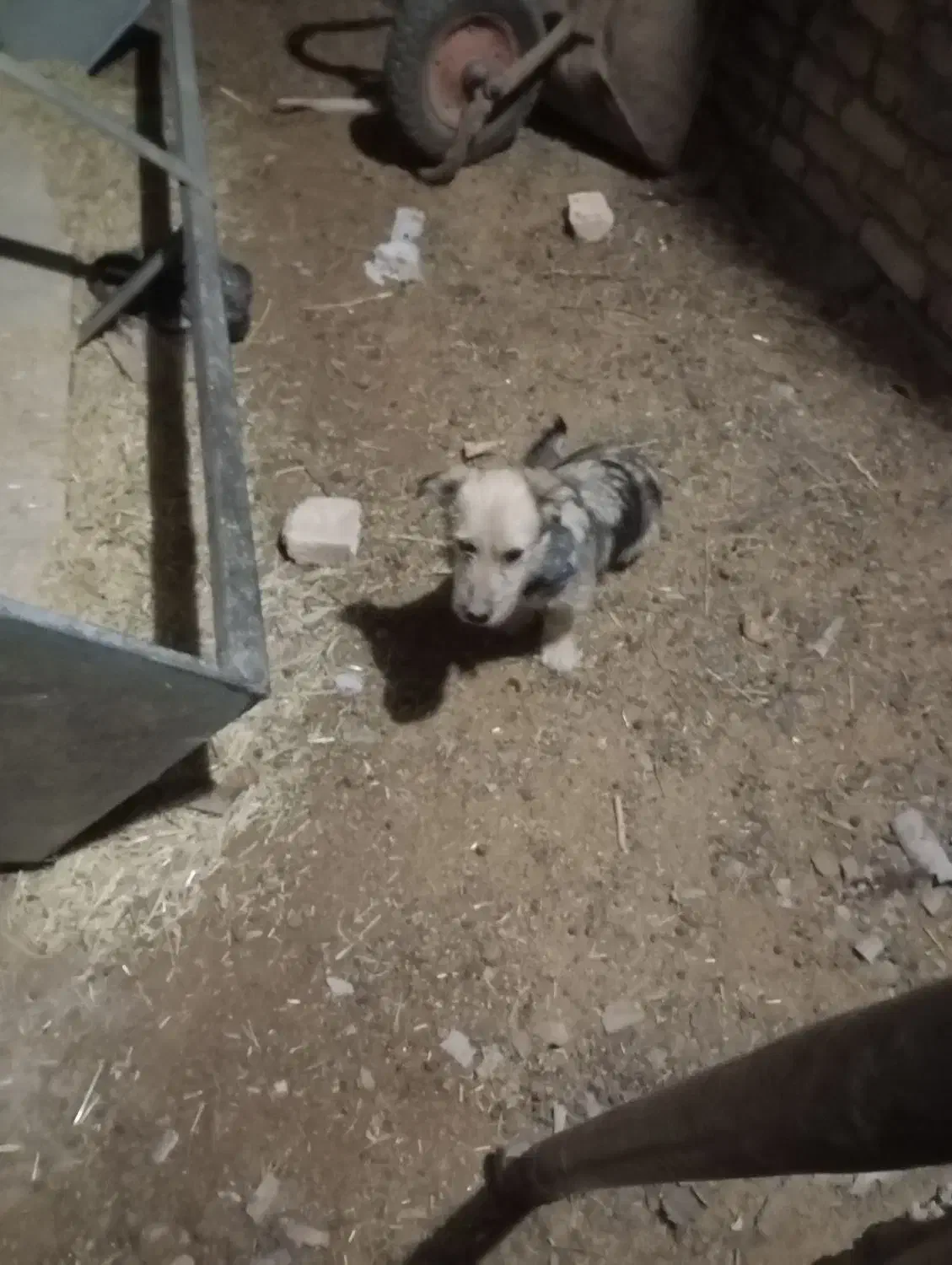 سگ پاکوتا|سگ|اردکان, |دیوار