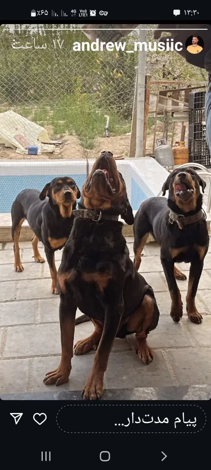 واگذاری سگ روتوایلر|سگ|ارومیه, |دیوار