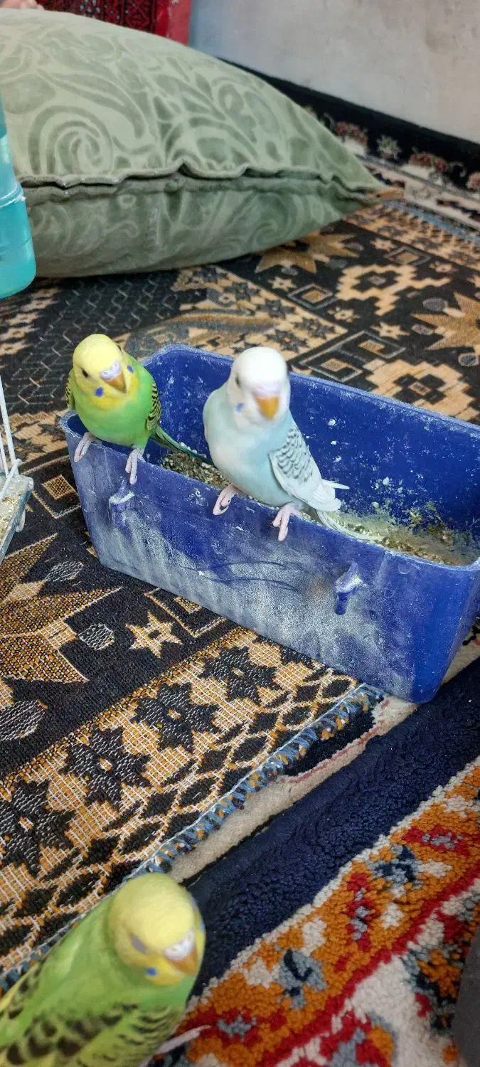 مرغ عشق|پرنده|مشهد, ثامن|دیوار