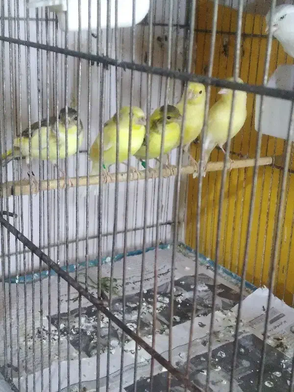 قناری جوان فنچ|پرنده|محمدشهر, ولدآباد|دیوار