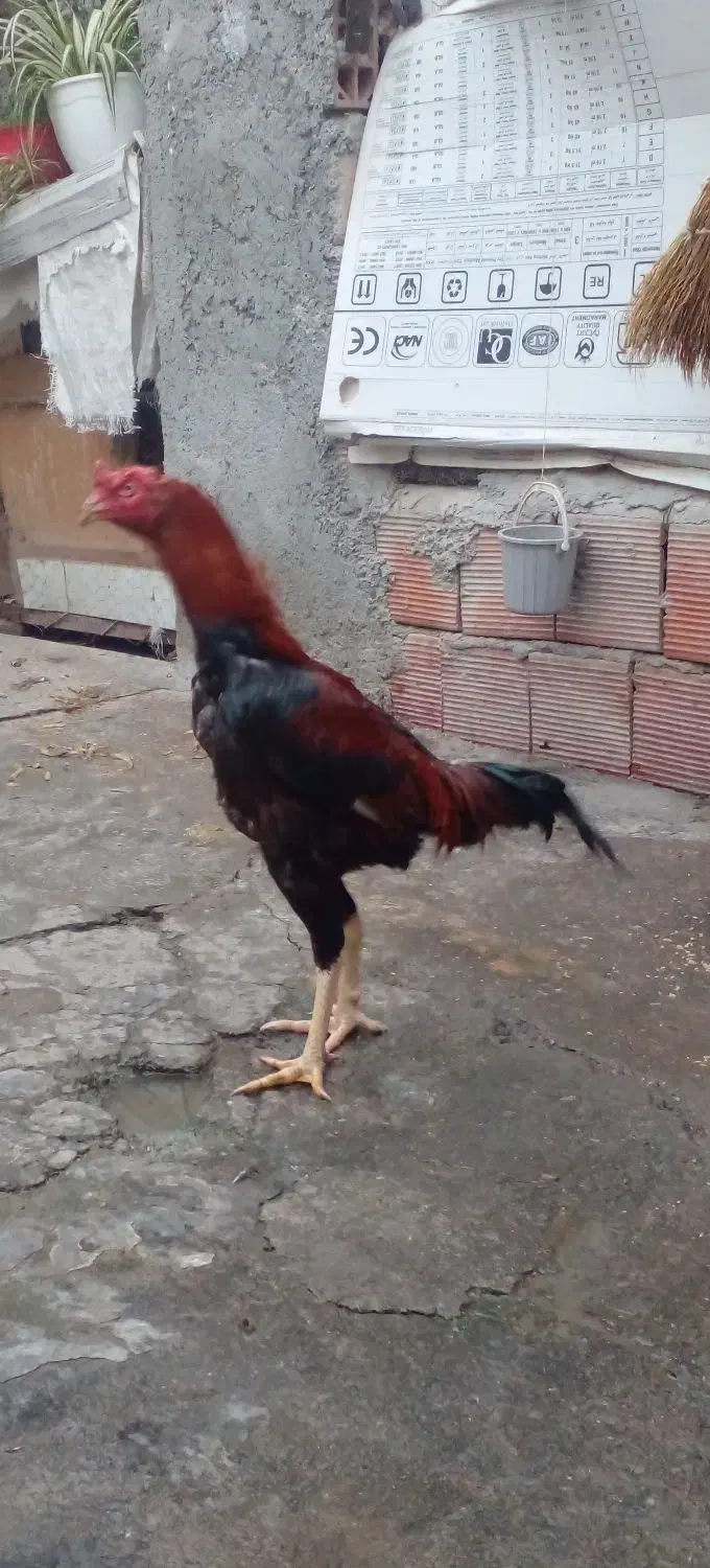 تخم لاری|حیوانات مزرعه|بندر گز, |دیوار