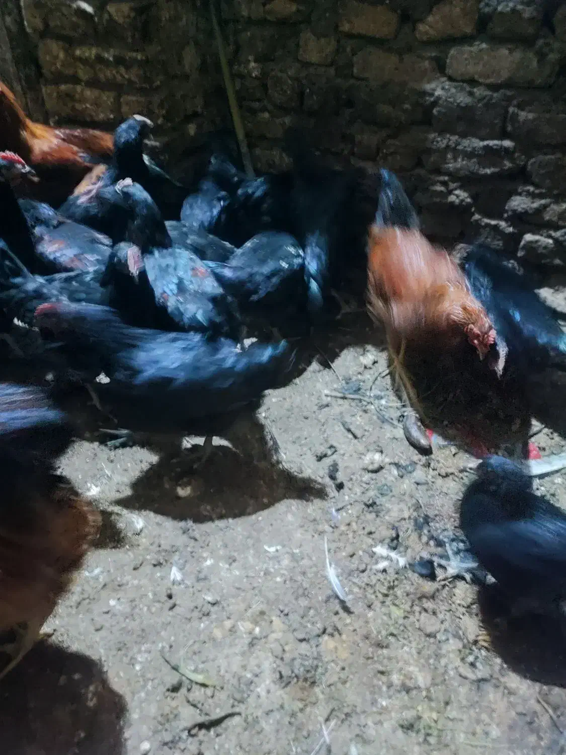 خروس سیاه|حیوانات مزرعه|مشهد, نیزه|دیوار