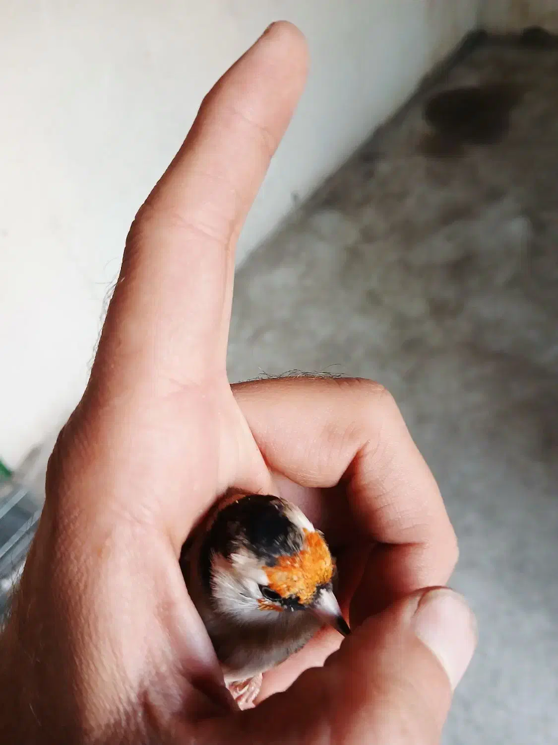 سهره و سهره قناری|پرنده|تهران, شهرک رضویه|دیوار